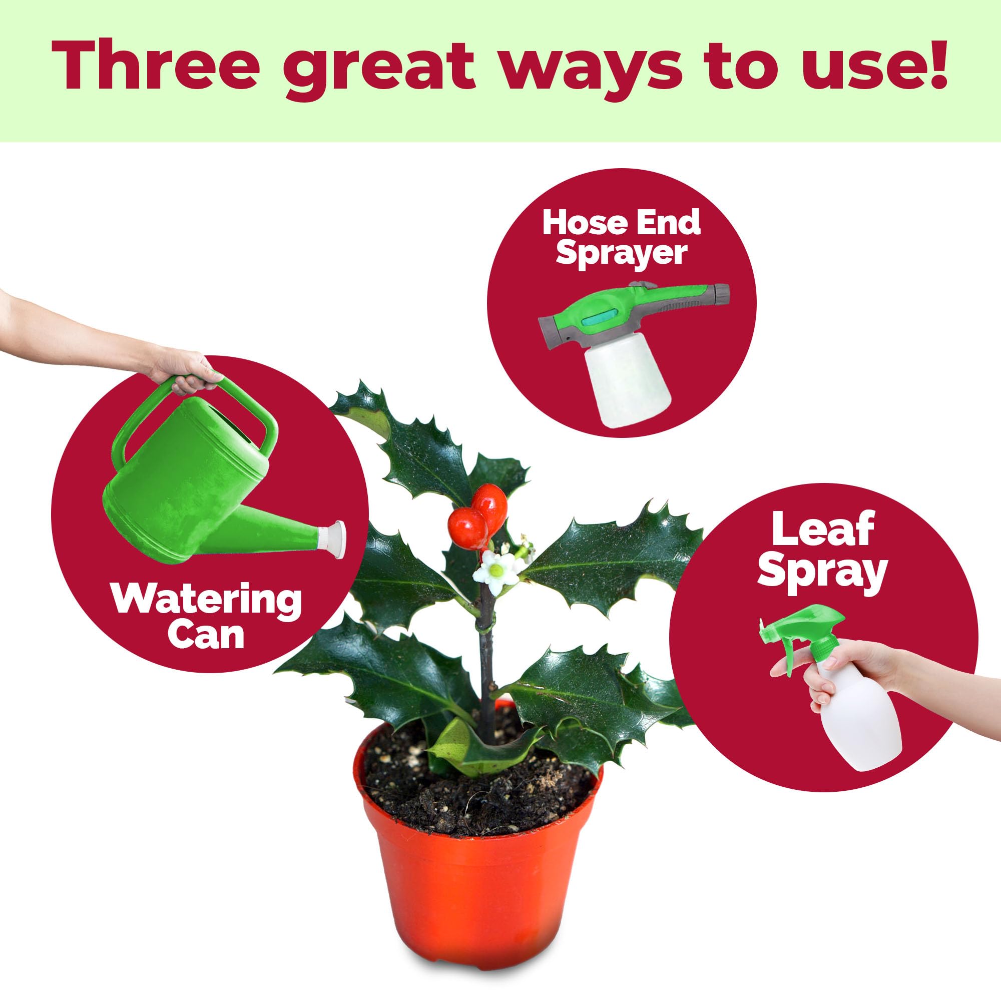 TPS NUTRIENTS Holly Fertilizer lush canopy with dense branching.