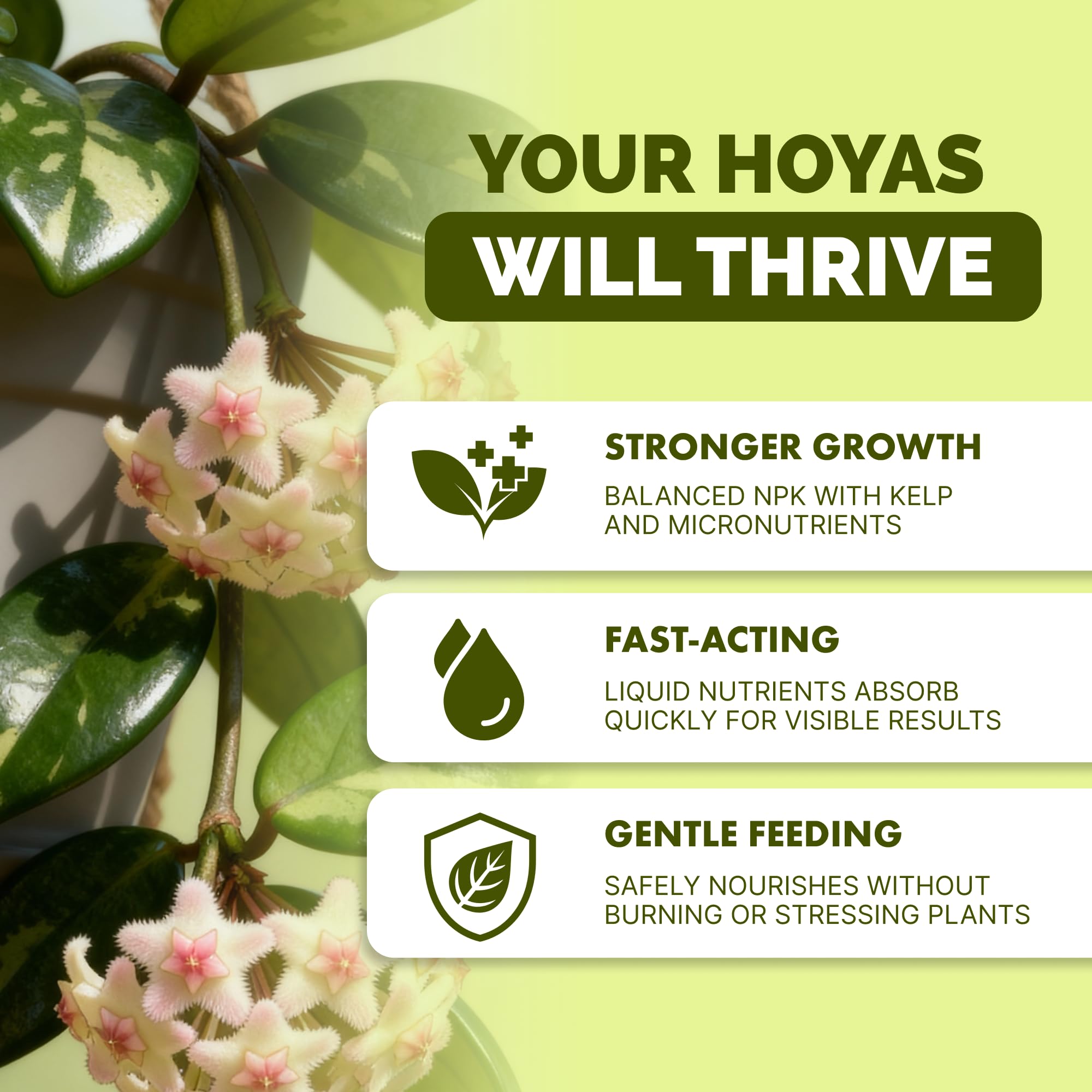 TPS NUTRIENTS Hoya blooms-boost supports more blossoms on potted hoya plants.