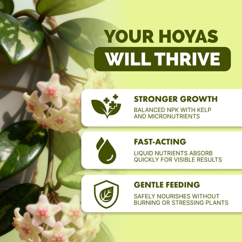 TPS NUTRIENTS Hoya blooms-boost supports more blossoms on potted hoya plants.