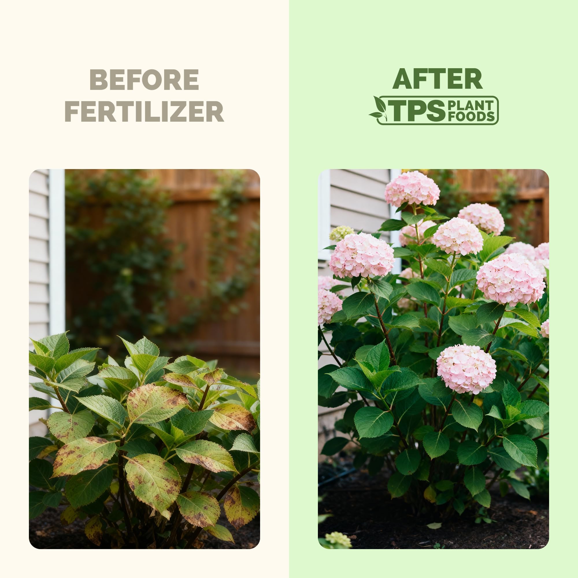 TPS NUTRIENTS Hydrangea blooms closeup showcases rich color and lush petals.