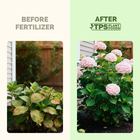 TPS NUTRIENTS Hydrangea blooms closeup showcases rich color and lush petals.