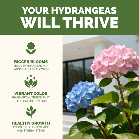 Close-up of TPS NUTRIENTS Hydrangea Fertilizer bloom showing vibrant color development.