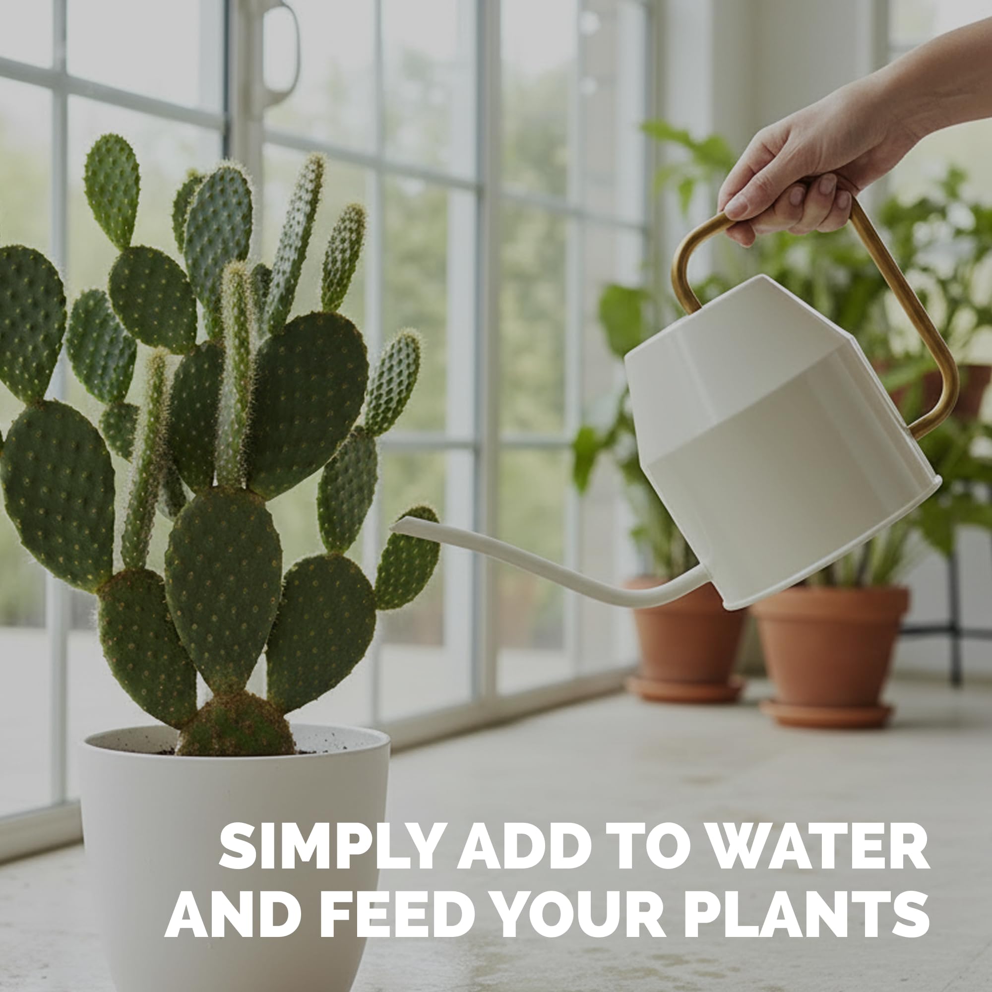 Indoor succulent collection thriving with TPS NUTRIENTS liquid plant food.