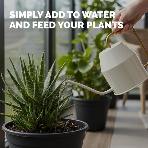 TPS NUTRIENTS Indoor-Outdoor container-use keeps potted aloe thriving indoors or outdoors.