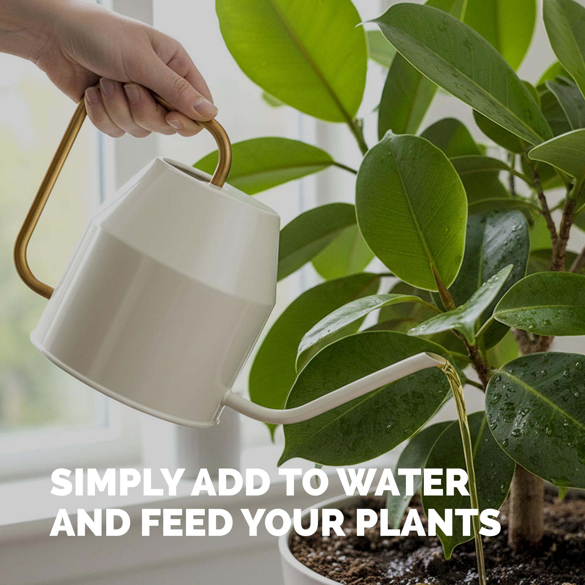 Indoor tree care with TPS NUTRIENTS fertilizer application on ficus in pot.