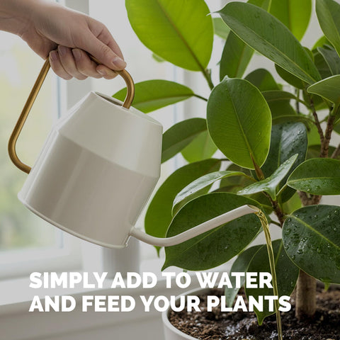 Indoor tree care with TPS NUTRIENTS fertilizer application on ficus in pot.