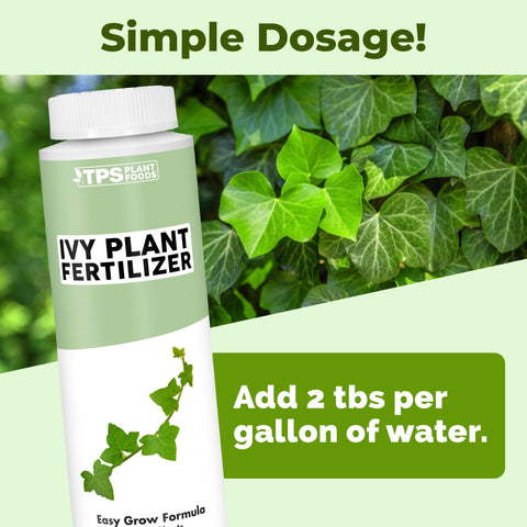 TPS NUTRIENTS Ivy Plant Food leaves close-up reveals lush green ivy