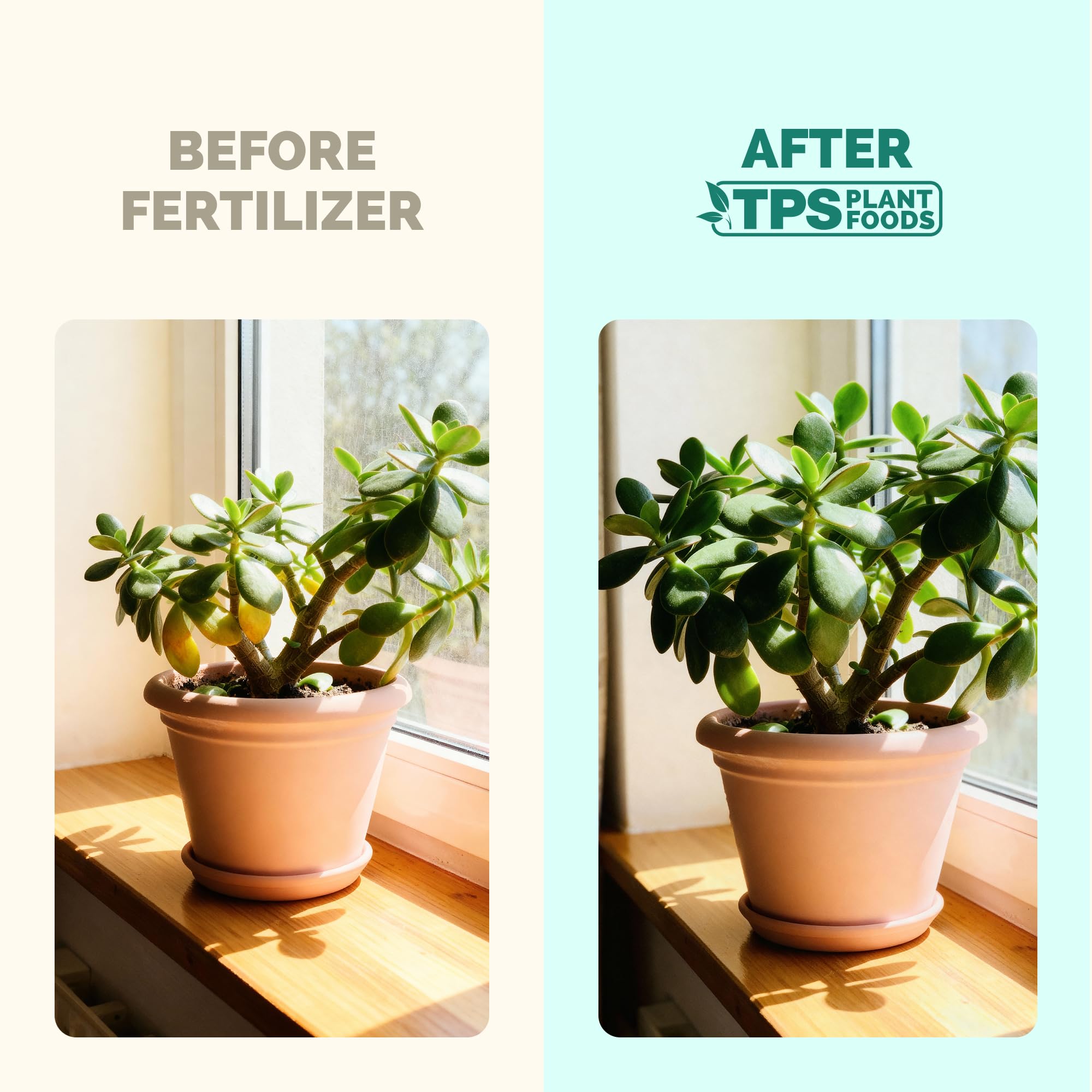 TPS NUTRIENTS Jade leaves with healthy glossy appearance