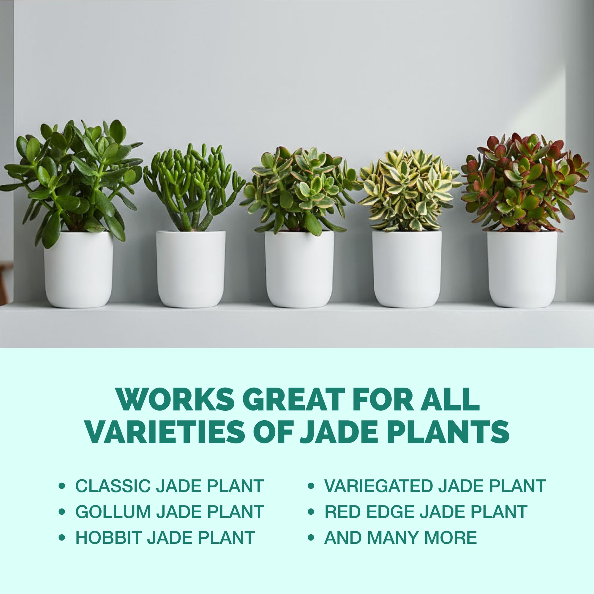 TPS NUTRIENTS Jade plant in a small pot benefiting from fertilizer