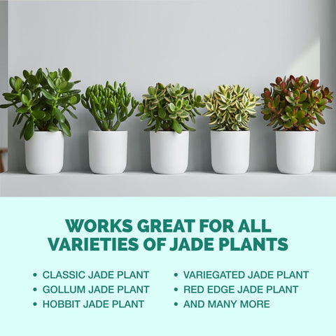 TPS NUTRIENTS Jade plant in a small pot benefiting from fertilizer