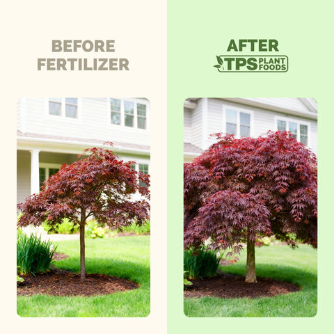 TPS NUTRIENTS Japanese Maple Fertilizer pour action demonstrates easy, even feeding.