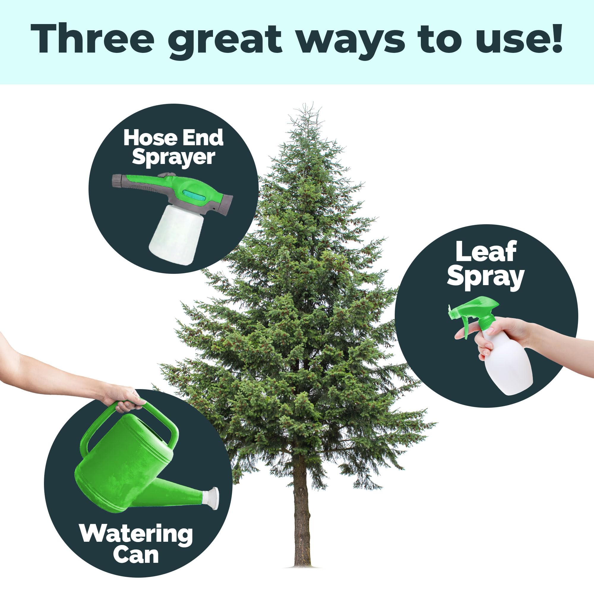 Landscape spruce growth boosted by targeted TPS NUTRIENTS fertilizer in the garden.