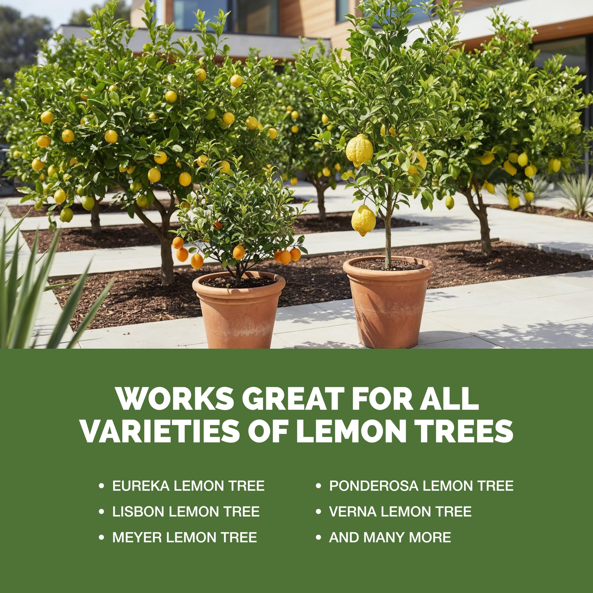TPS NUTRIENTS Lemon Tree Fertilizer fruit development closeup hints at fuller fruit sets.