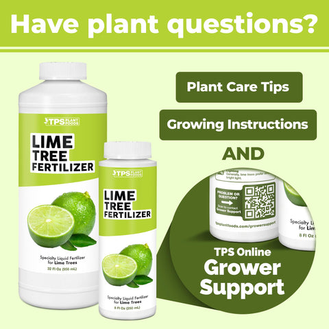 Lime trees in an orchard receiving TPS NUTRIENTS fertilizer for stronger trees.