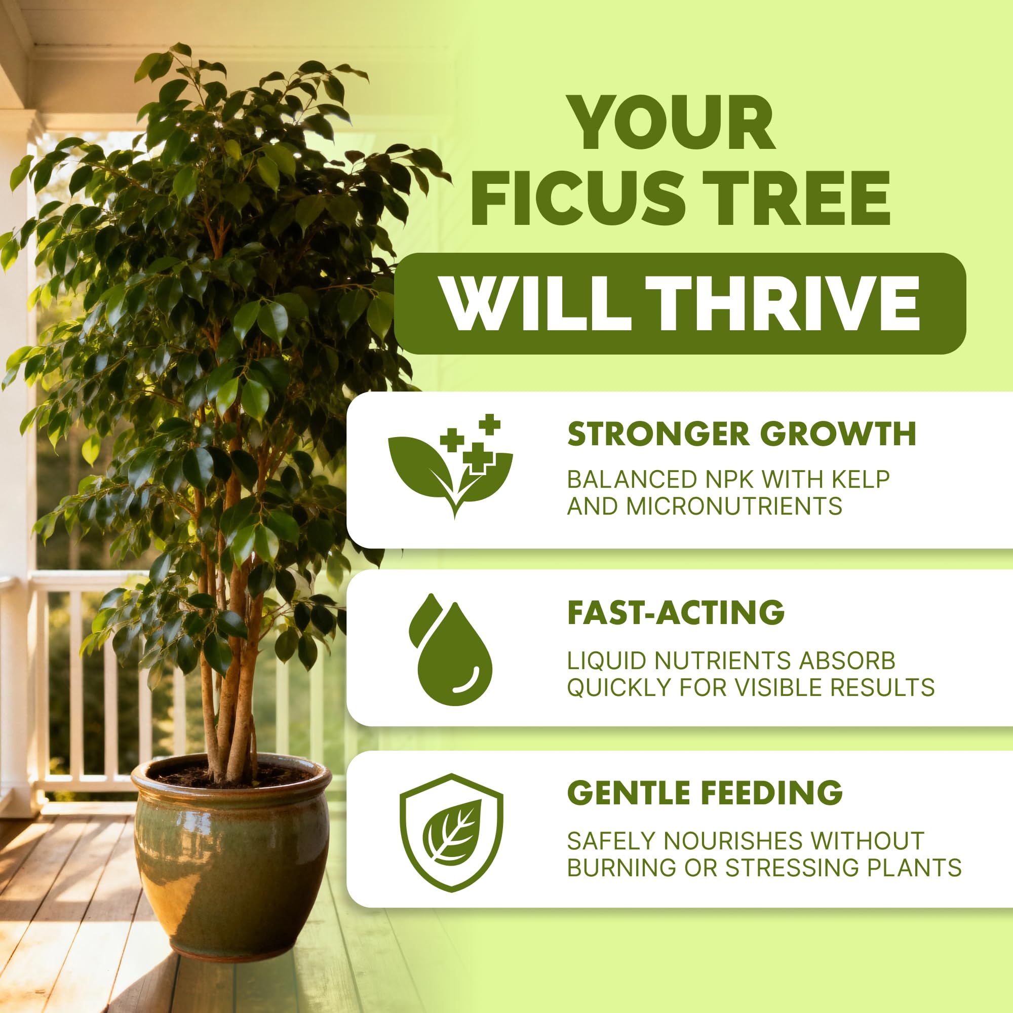 TPS NUTRIENTS liquid plant food drench supports steady ficus growth.