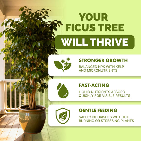 TPS NUTRIENTS liquid plant food drench supports steady ficus growth.