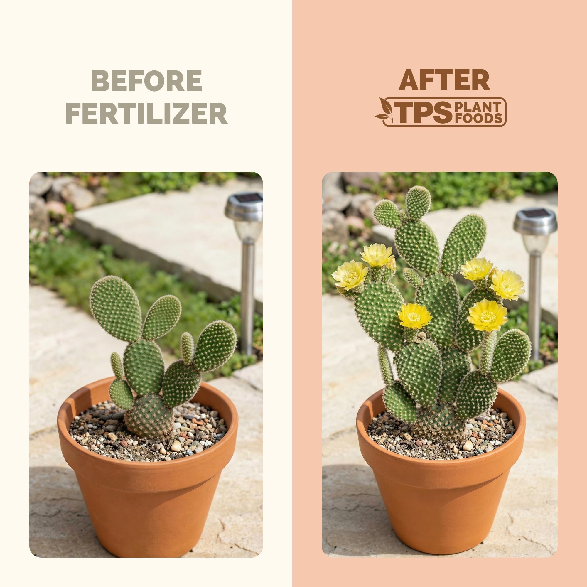 TPS NUTRIENTS liquid plant food droplets ready to feed cacti.
