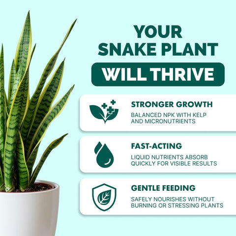 TPS NUTRIENTS liquid plant food pouring into a snake plant pot for steady nourishment