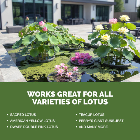 TPS NUTRIENTS Lotus Fertilizer supports aquatic plants in ponds