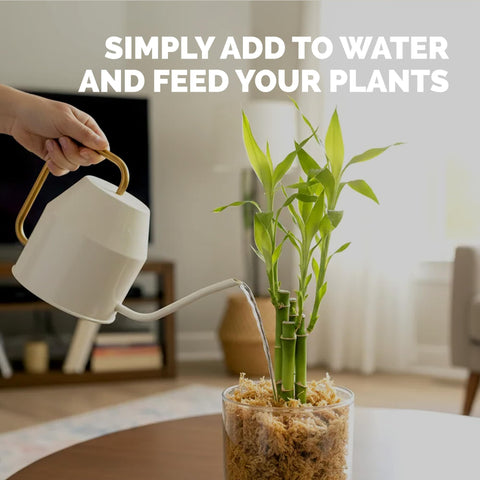 TPS NUTRIENTS Lucky Bamboo Fertilizer promotes greener stalks with vibrant growth.