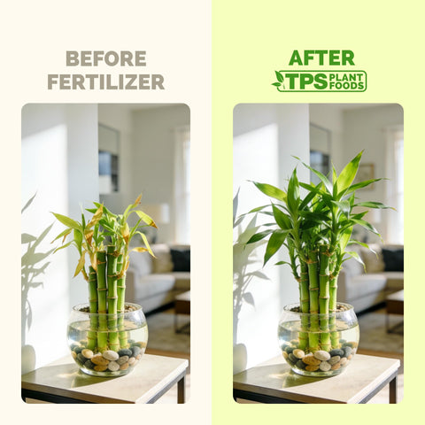 TPS NUTRIENTS Lucky Bamboo Fertilizer measuring cap helps precise feeding.