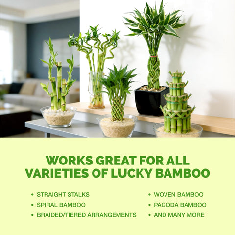 TPS NUTRIENTS Lucky Bamboo Fertilizer supports new shoots and steady development.