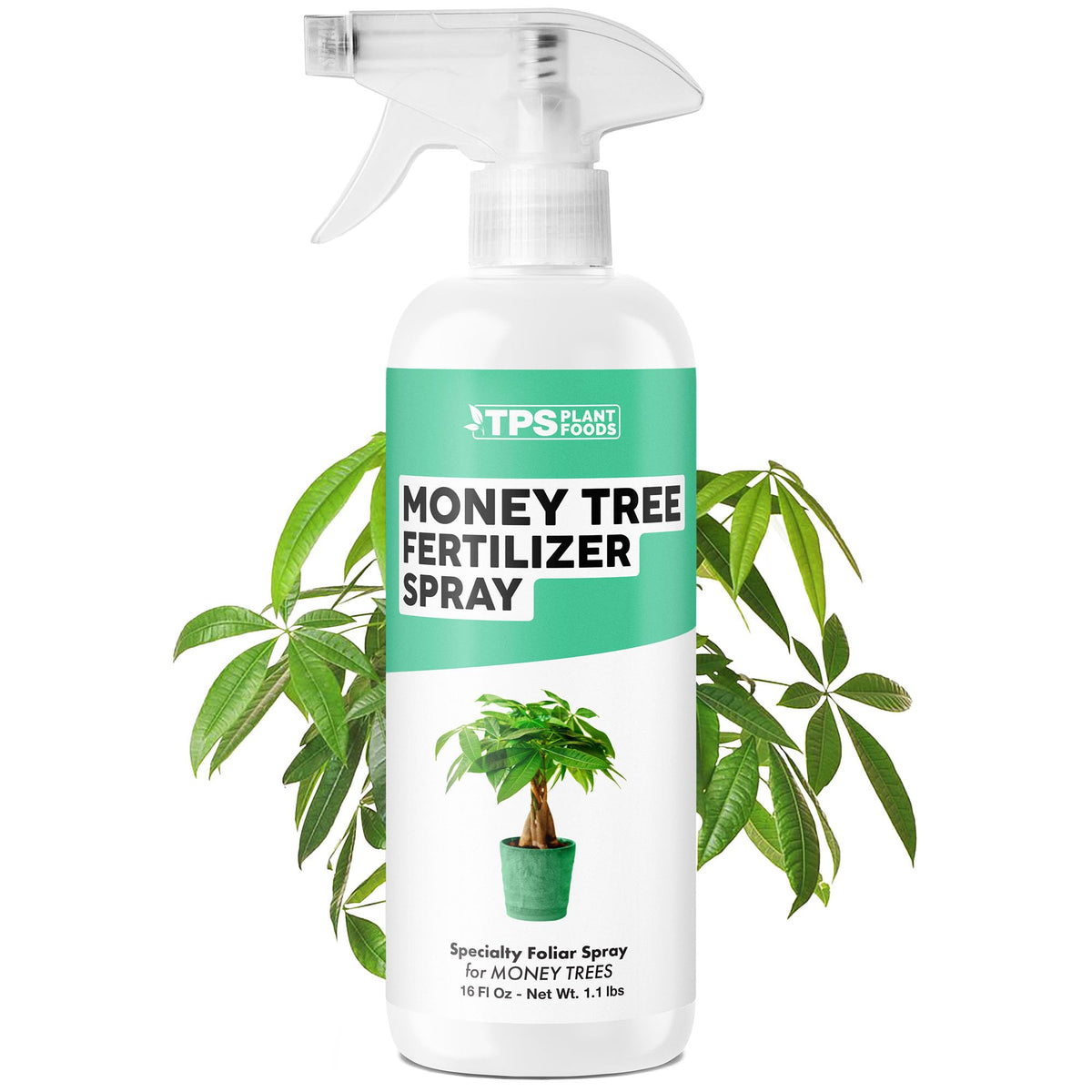 TPS NUTRIENTS Money Tree Fertilizer Spray bottle applying a fine mist to Pachira leaves for balanced growth.
