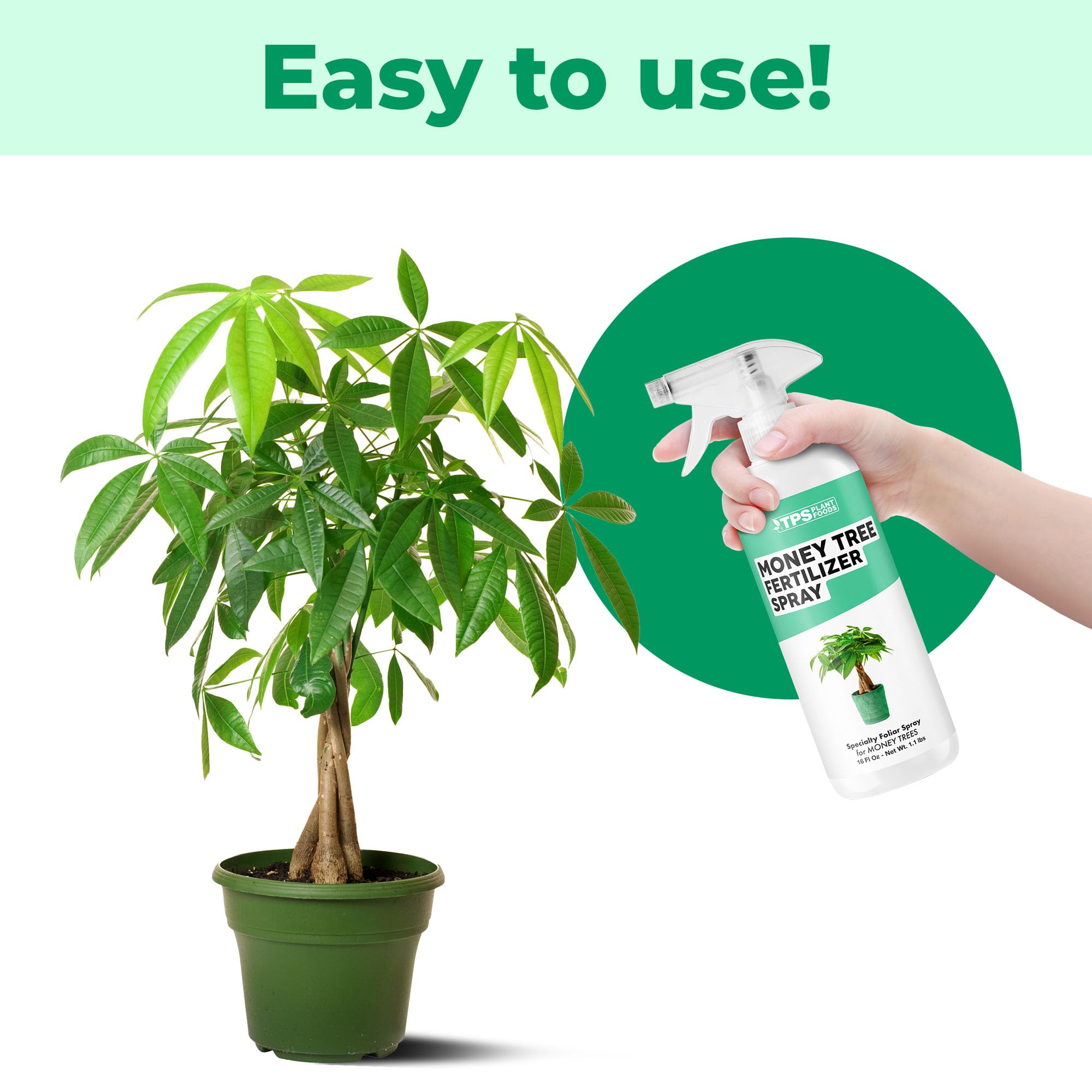 TPS NUTRIENTS Money Tree glossy green leaves after spray application.