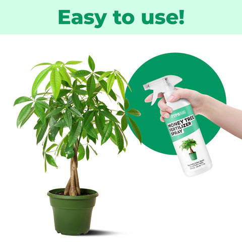 TPS NUTRIENTS Money Tree glossy green leaves after spray application.