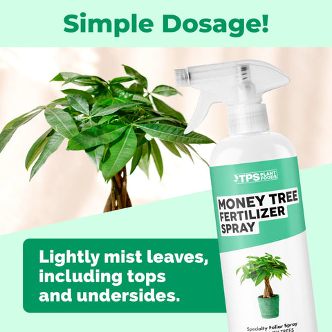 TPS NUTRIENTS Money Tree strong stems image demonstrates upright growth.
