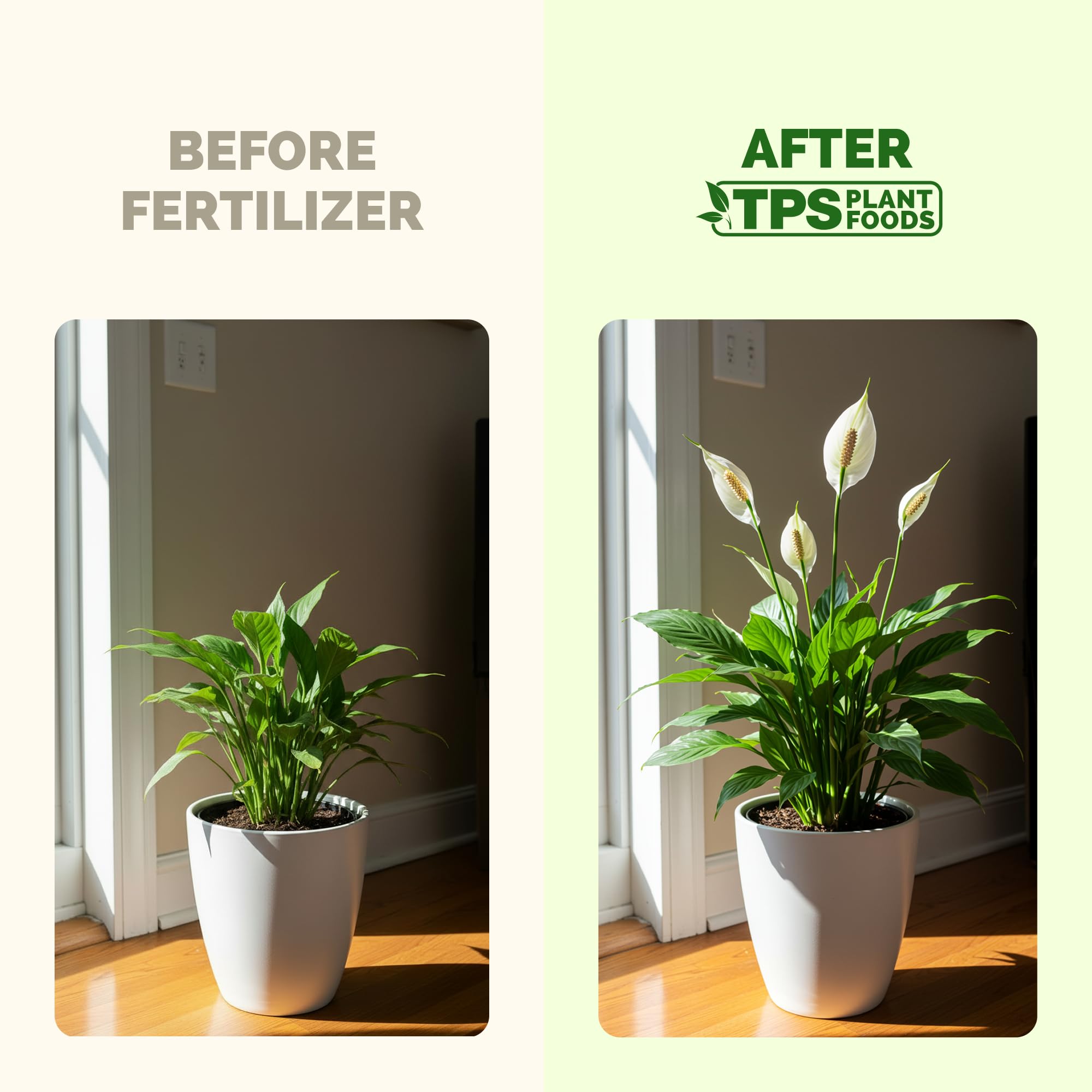 Lush Peace Lily leaves display vibrant foliage with steady nutrition.