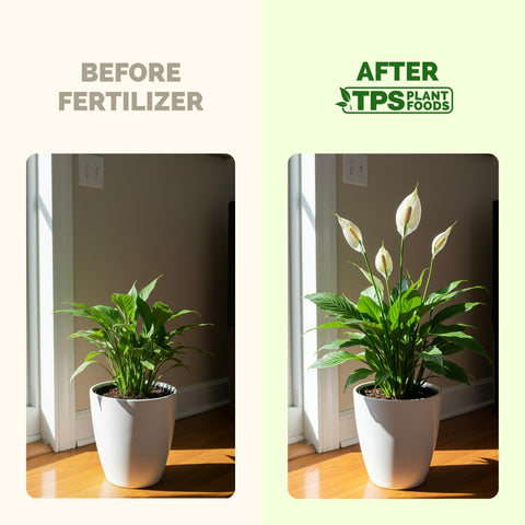 Lush Peace Lily leaves display vibrant foliage with steady nutrition.