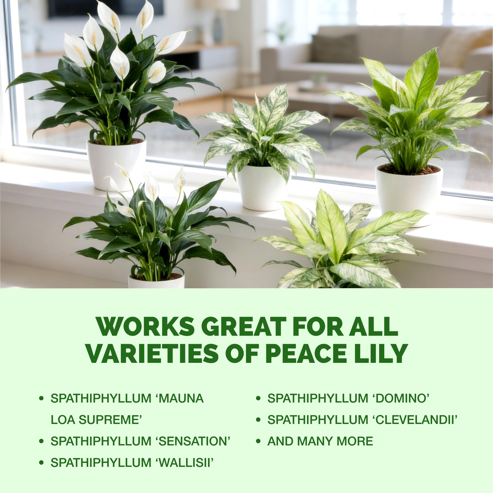 Indoor Peace Lily in pot receiving compatible nutrition from TPS Nutrients.