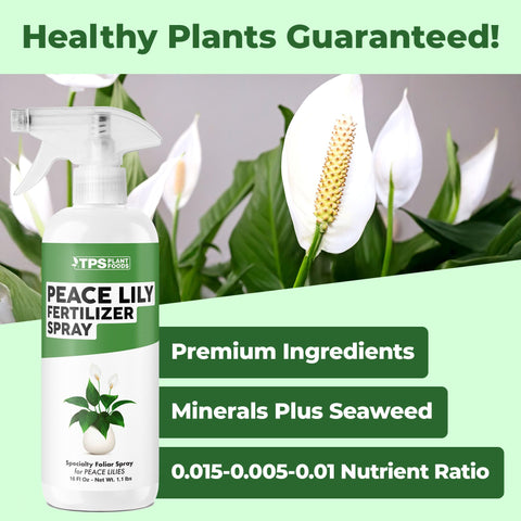 TPS NUTRIENTS Peace Lily leaves show vibrant green growth after foliar spray.