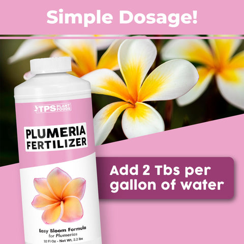 Close-up blooms nourished by TPS NUTRIENTS Plumeria Fertilizer show vibrant petals
