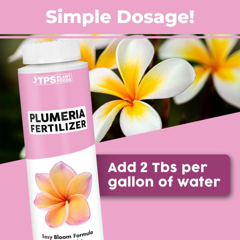 TPS NUTRIENTS Plumeria foliage growth shows balanced nutrition for steady tropical vigor.