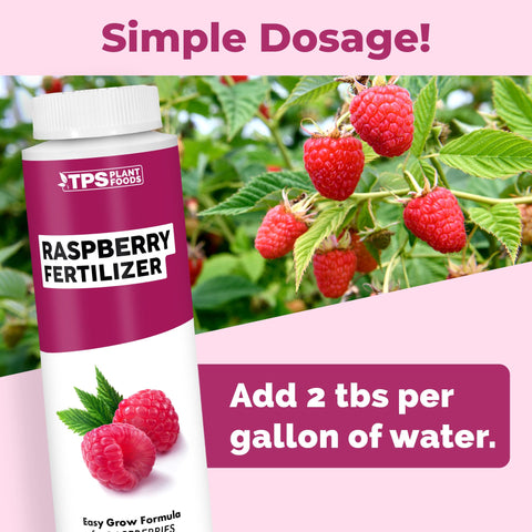 TPS NUTRIENTS Raspberry plants with lush leaves and berries.
