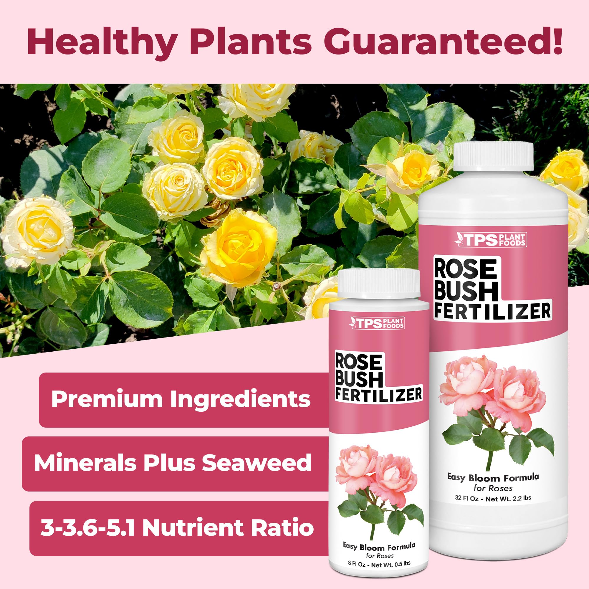 TPS NUTRIENTS rose bloom close-up shows lush flowering potential.