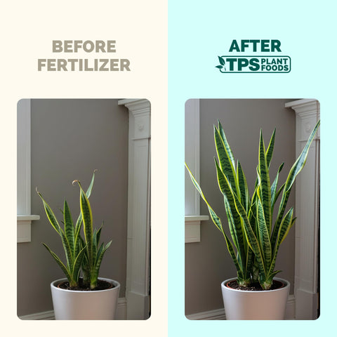 TPS NUTRIENTS Snake Plant green leaves thriving with balanced nutrition