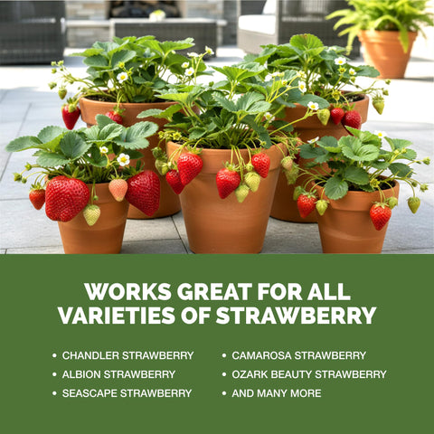 TPS Nutrients Strawberry Fertilizer applied in a garden bed for fruiting