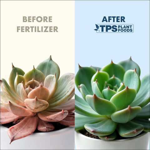 TPS NUTRIENTS Succulent Plant Food closeup nutrients nourish succulent foliage.