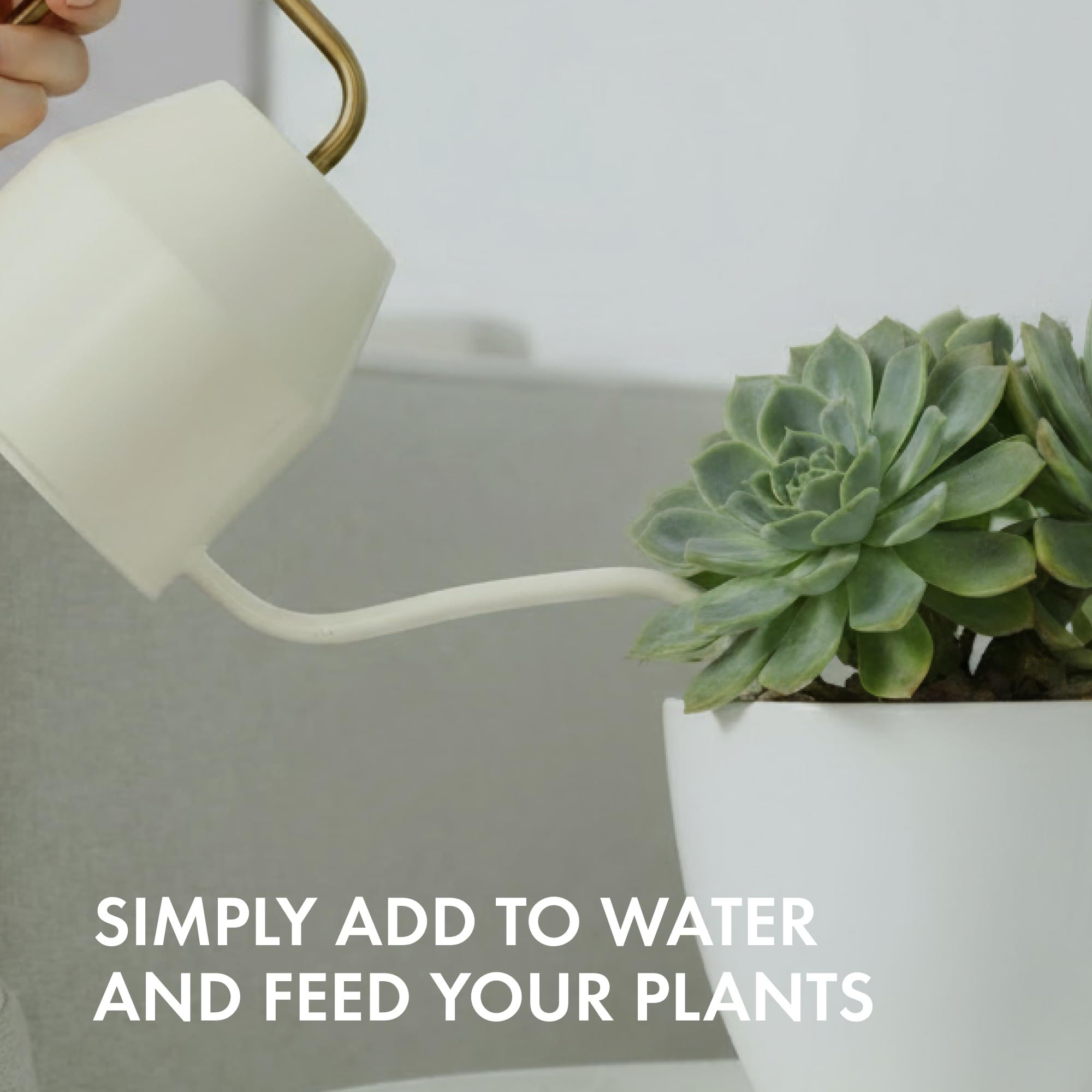 TPS NUTRIENTS Succulent Plant Food windowsill setup for easy care.