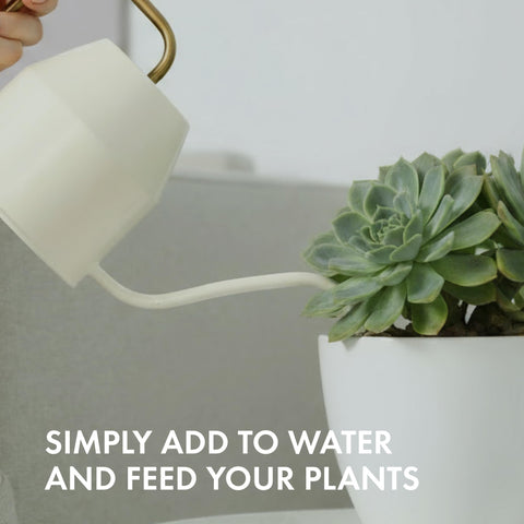 TPS NUTRIENTS Succulent Plant Food windowsill setup for easy care.