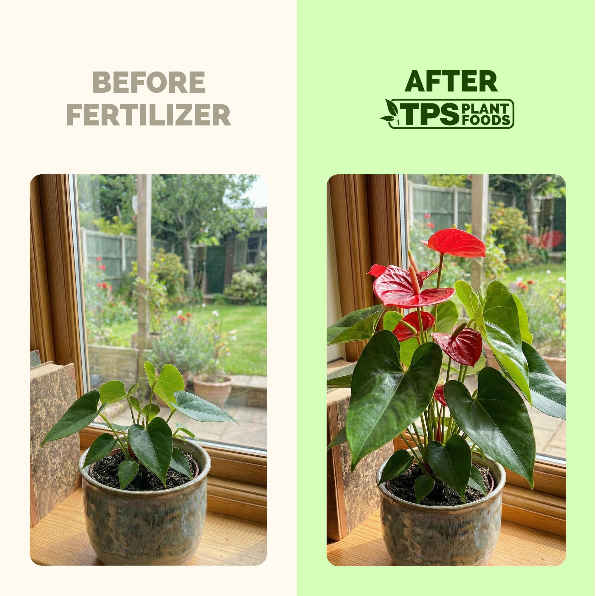 TPS NUTRIENTS nourishes Bird of Paradise with strong leaf growth