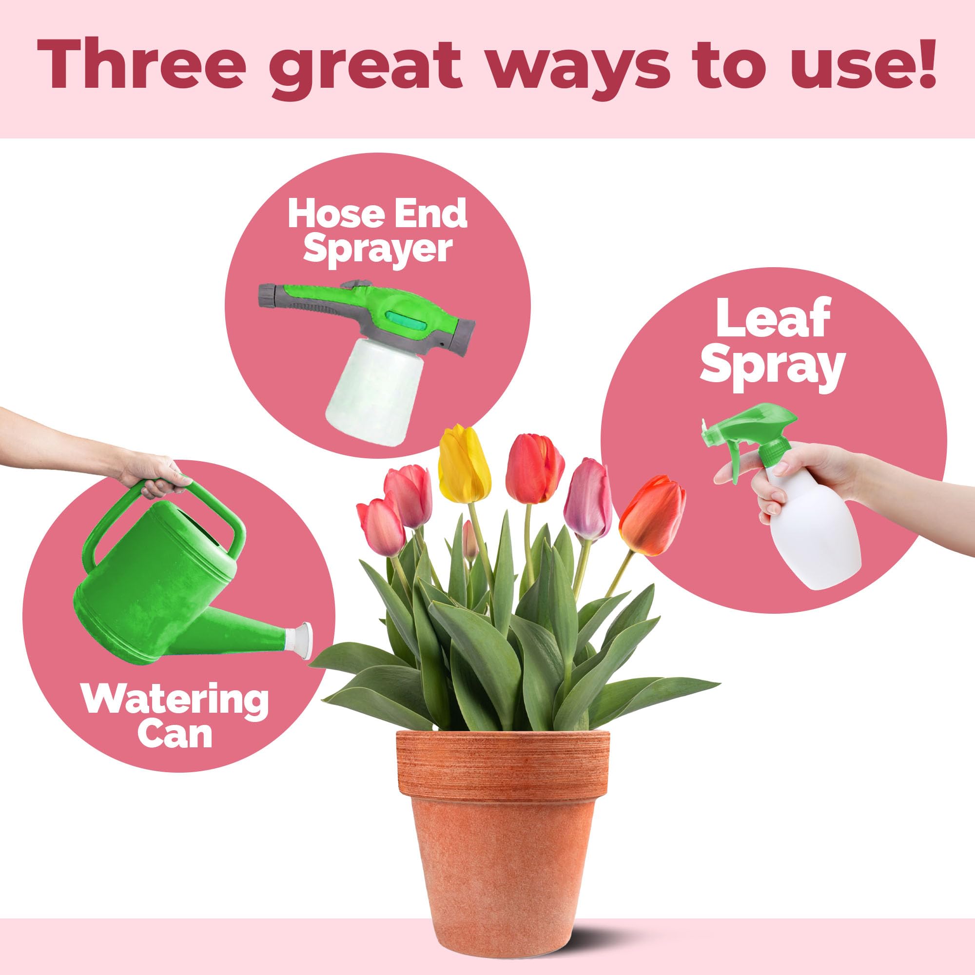 TPS NUTRIENTS Tulip Bulb Fertilizer fall application illustration highlights pre-bloom prep