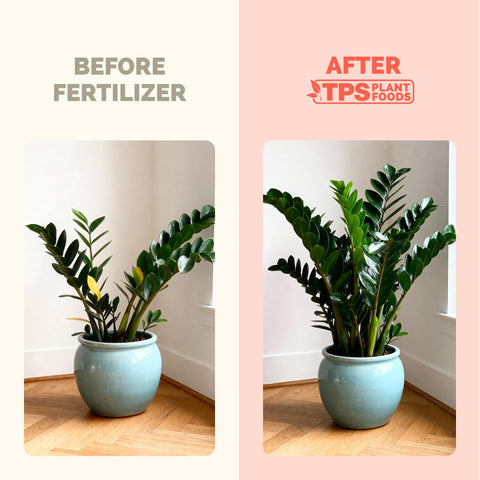 TPS NUTRIENTS ZZ Plant Liquid Food supports healthy root development.