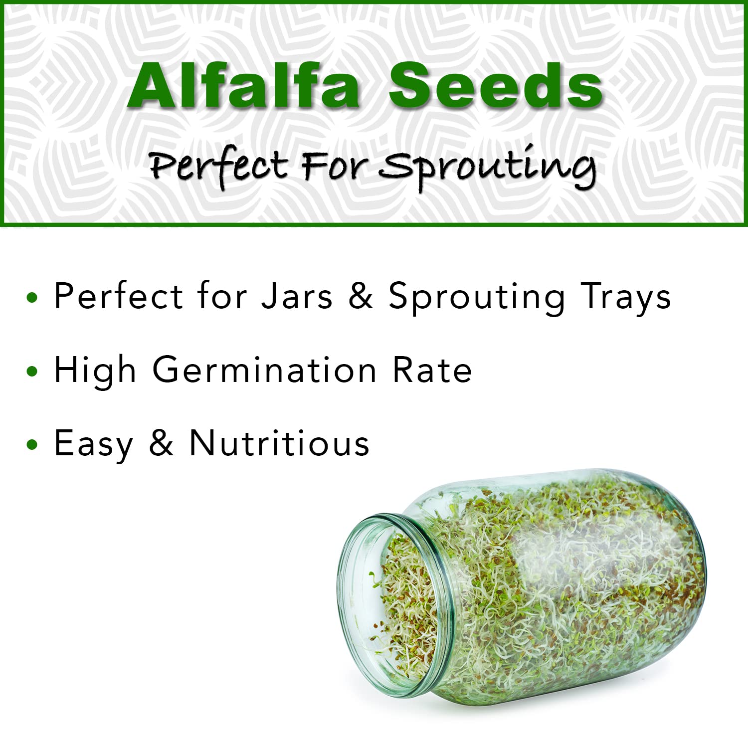TradeKing alfalfa sprouting jar setup for quick, 5-day sprouts