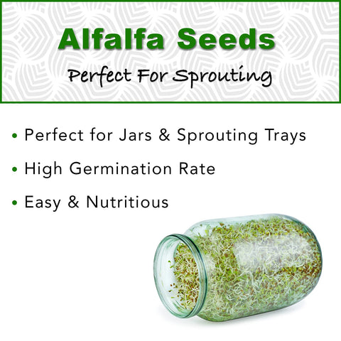 TradeKing alfalfa sprouting jar setup for quick, 5-day sprouts