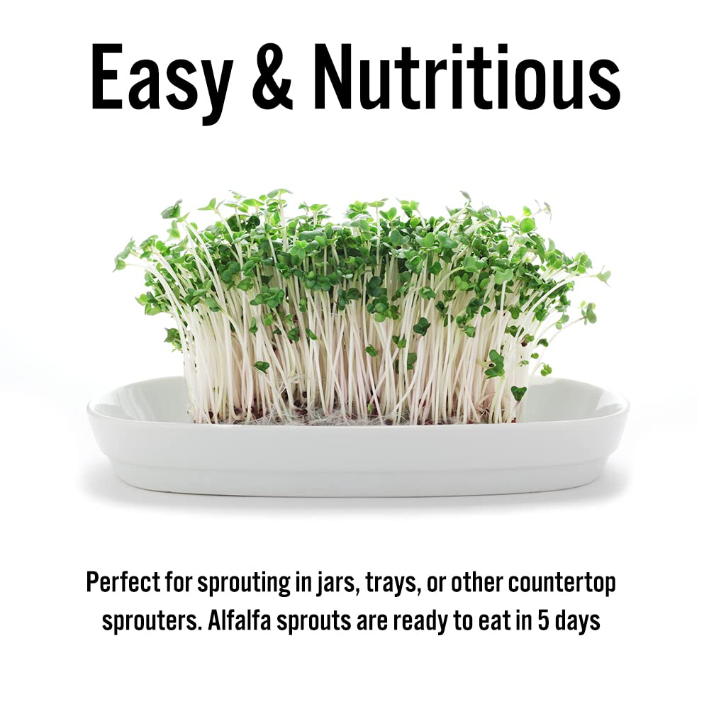 TradeKing alfalfa sprouts topping a sandwich, adding fiber and crunch