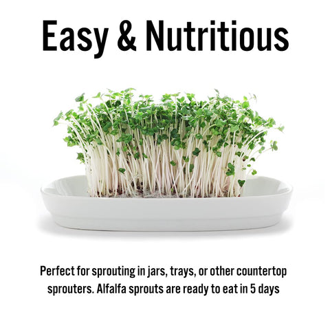 TradeKing alfalfa sprouts topping a sandwich, adding fiber and crunch